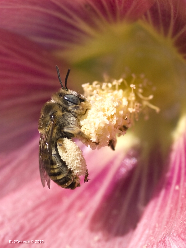 photo "***" tags: nature, macro and close-up, insect