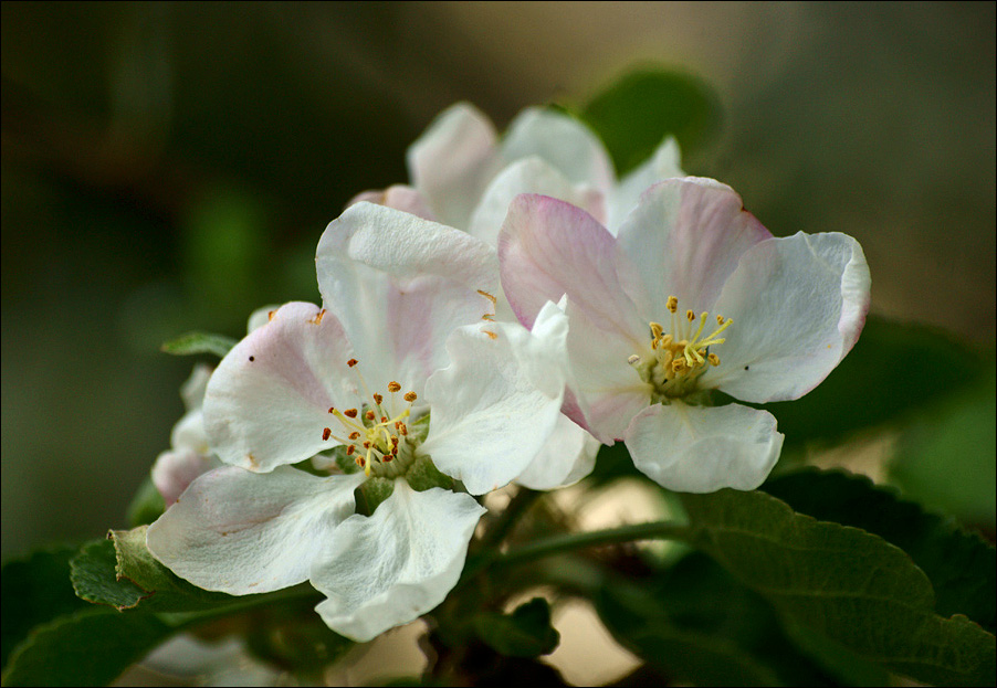 фото "* * *" метки: природа, цветы