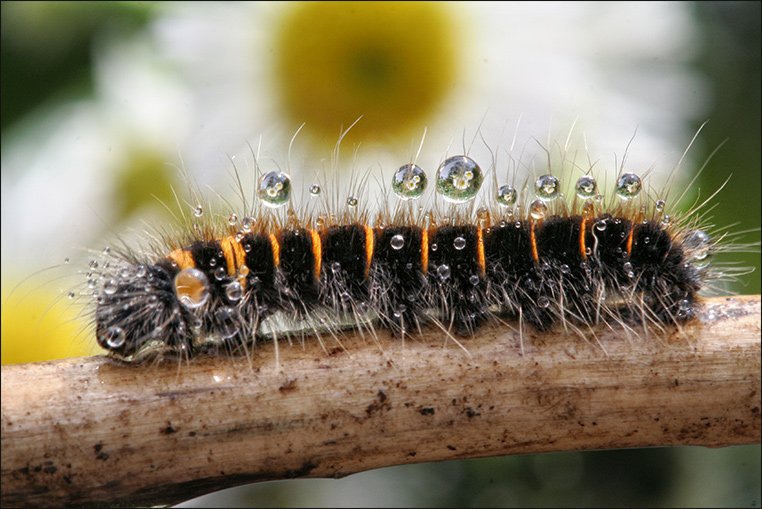 photo "***" tags: macro and close-up, 