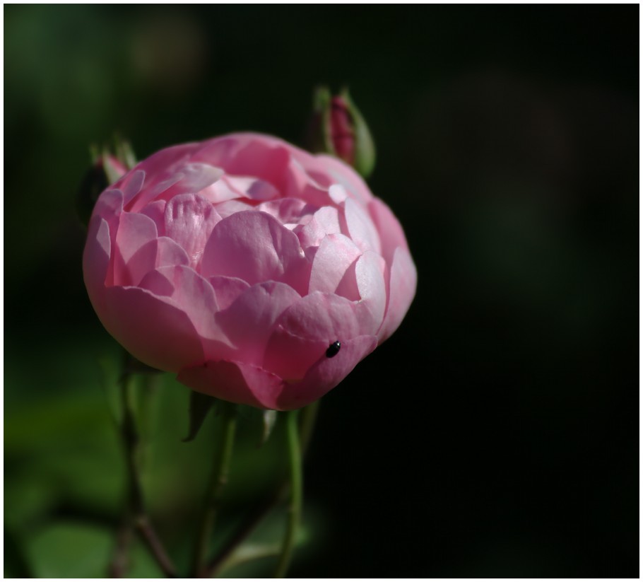 photo "Valiant rose" tags: nature, flowers