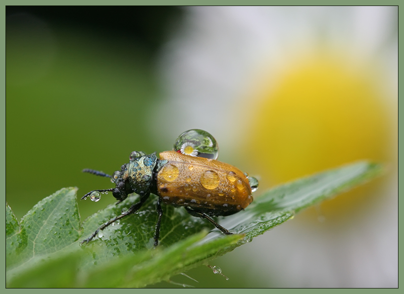 photo "***" tags: macro and close-up, 