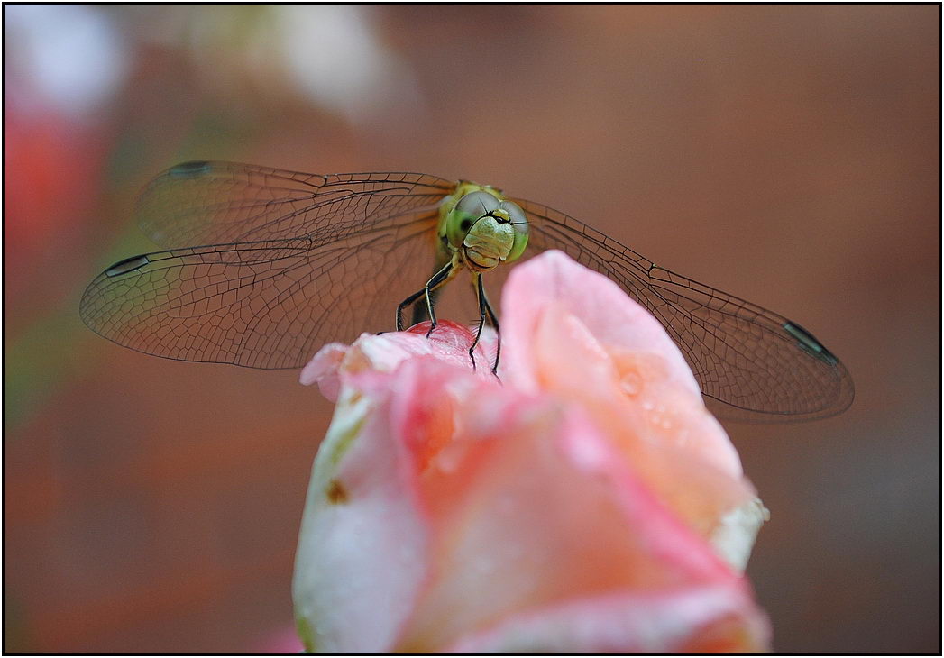 photo "***" tags: nature, insect