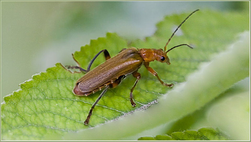 фото "Жук-мягкотелка" метки: природа, макро и крупный план, насекомое