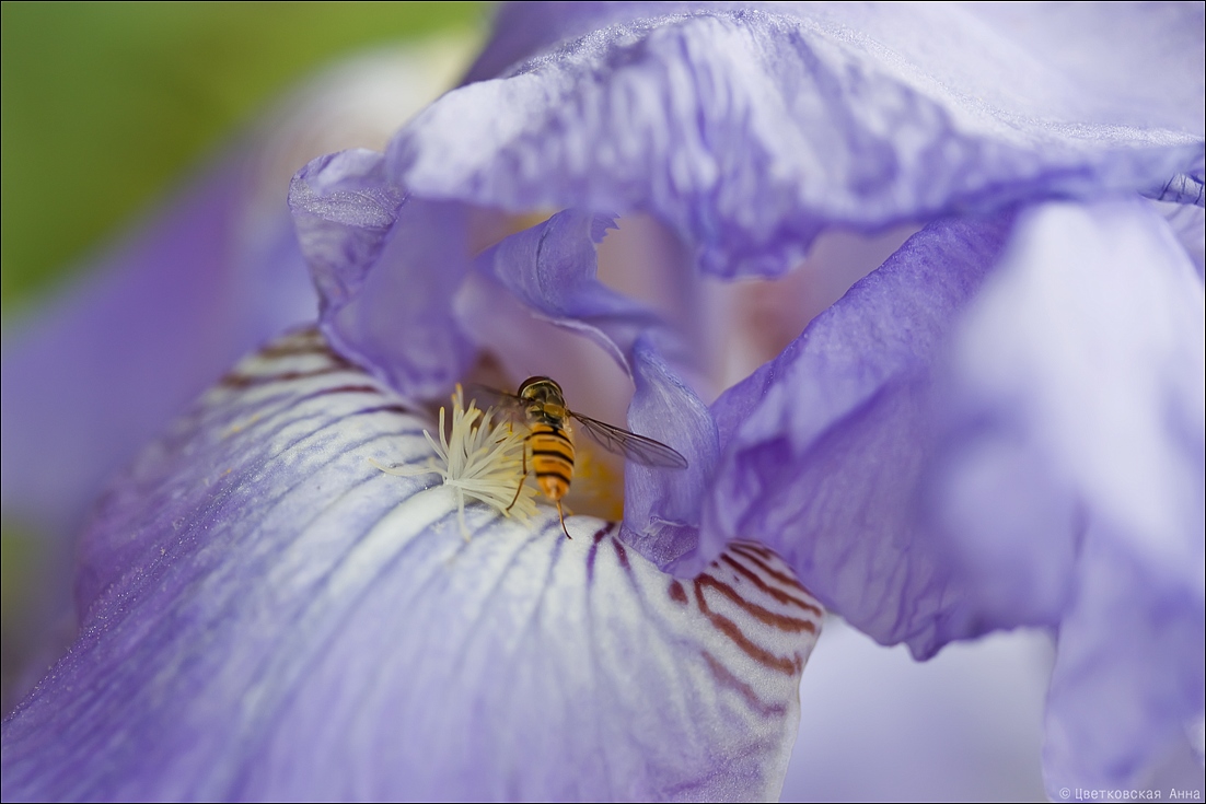 photo "***" tags: nature, flowers, insect