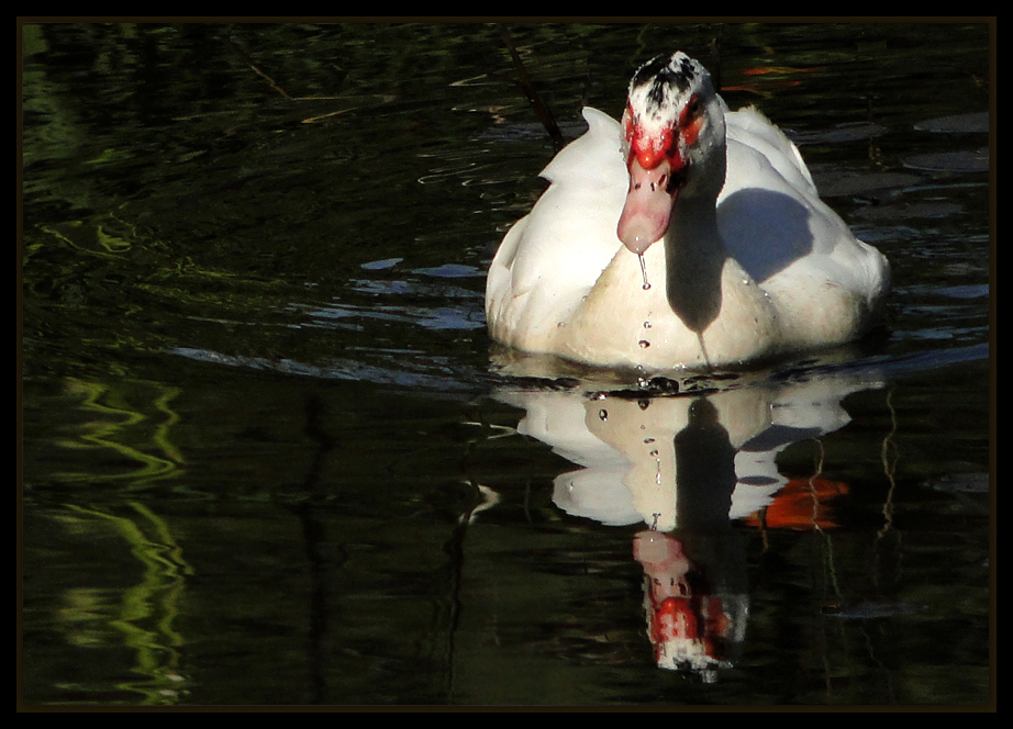 photo "***" tags: nature, pets/farm animals