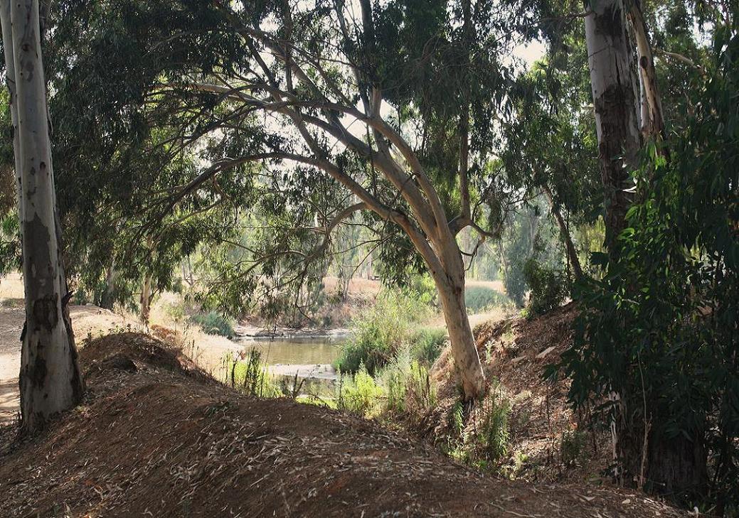 photo "Yarkon Park" tags: landscape, forest, water