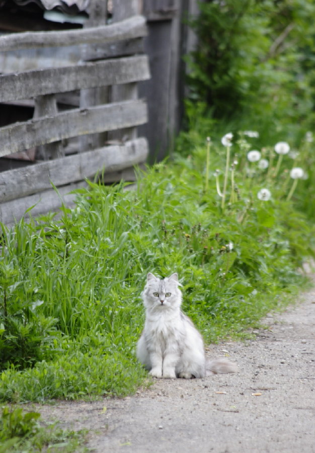 photo "***" tags: nature, pets/farm animals