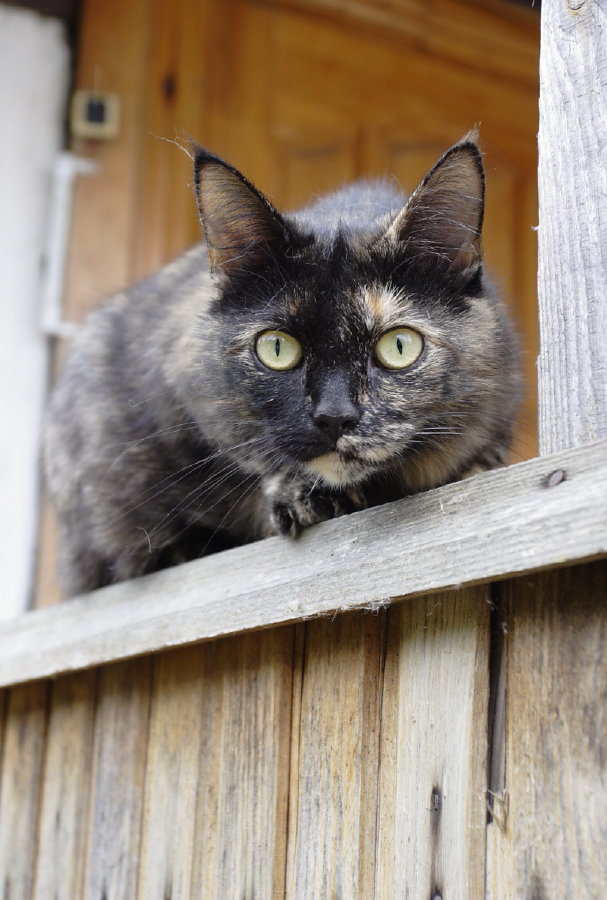 photo "***" tags: nature, pets/farm animals