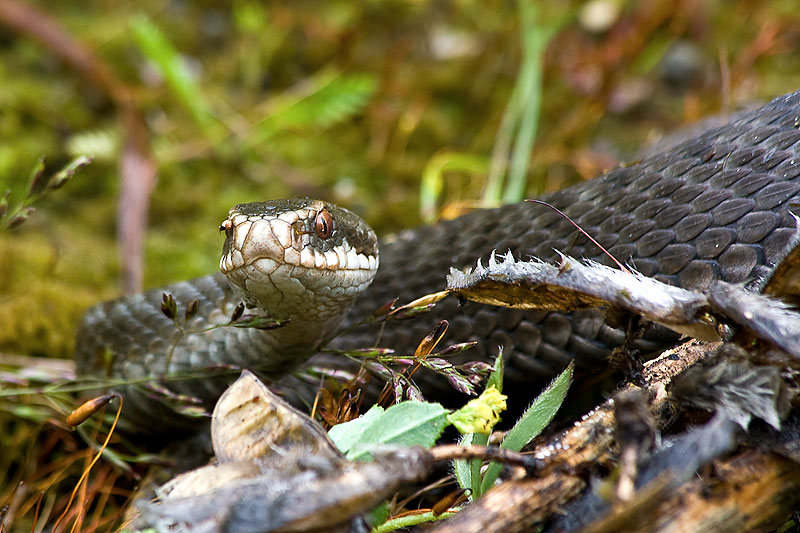 фото "Vipera berus." метки: природа, дикие животные