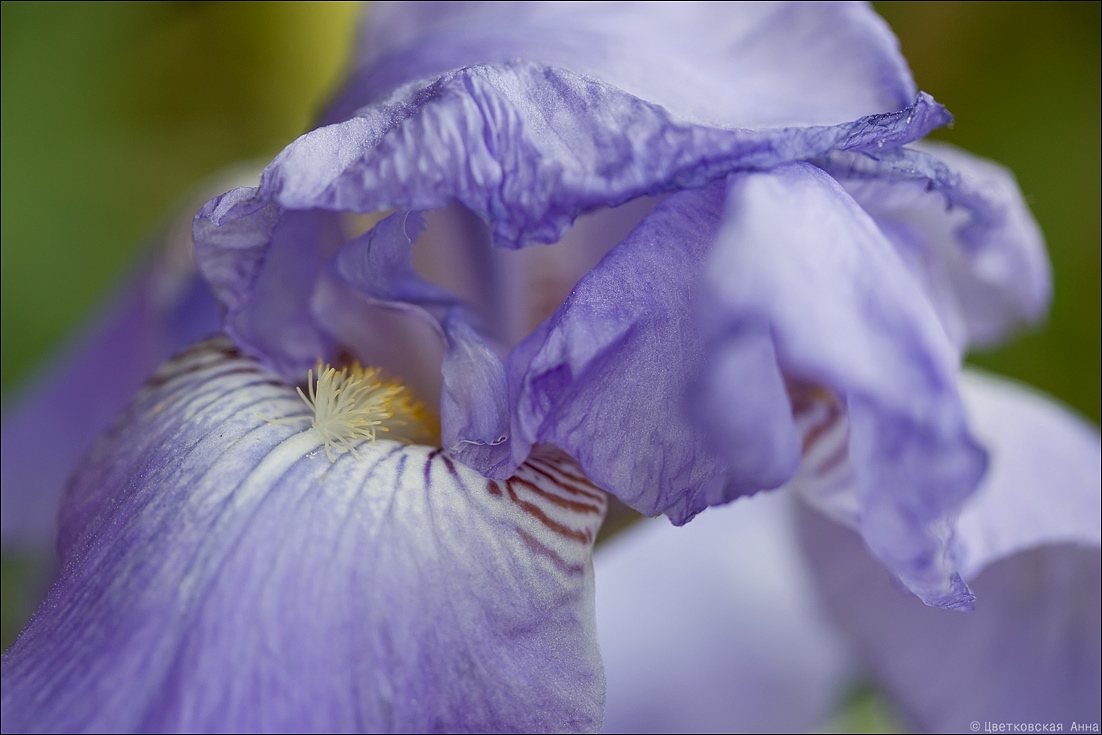 фото "Цветок без пчелки.." метки: природа, цветы