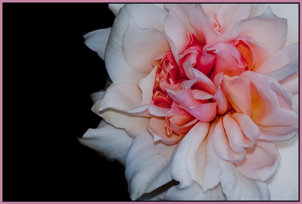 photo "***" tags: nature, macro and close-up, flowers