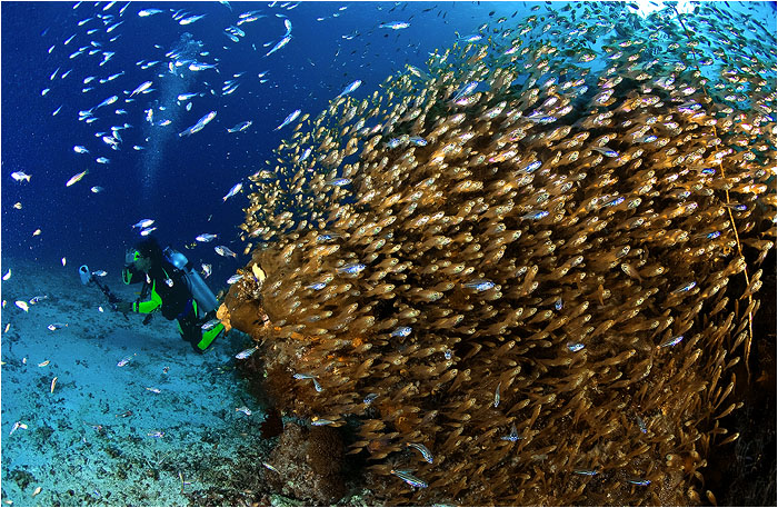 фото "Золото" метки: подводные, путешествия, Азия