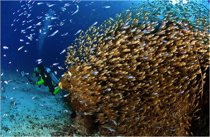 photo "Gold" tags: underwater, travel, Asia