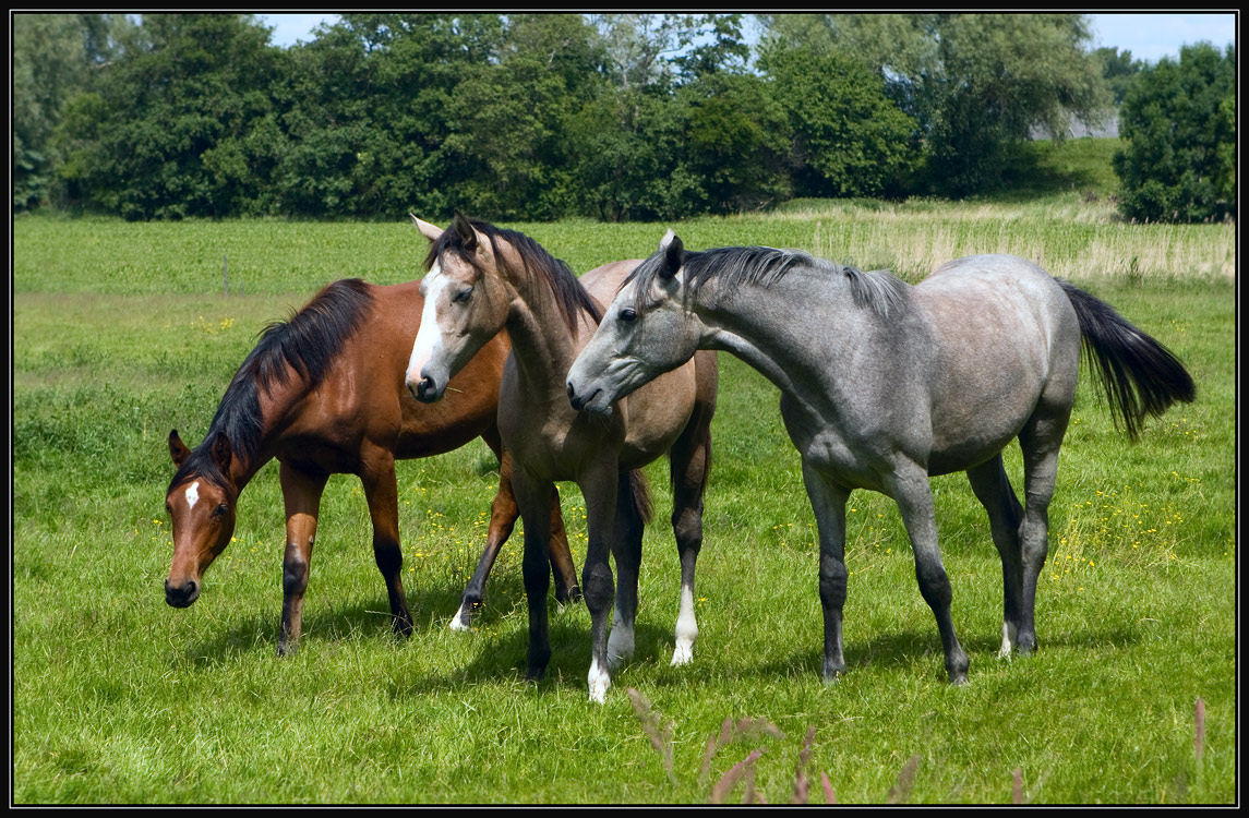 photo "***" tags: nature, landscape, pets/farm animals, summer