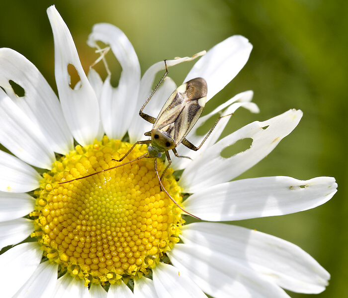 photo "***" tags: nature, insect