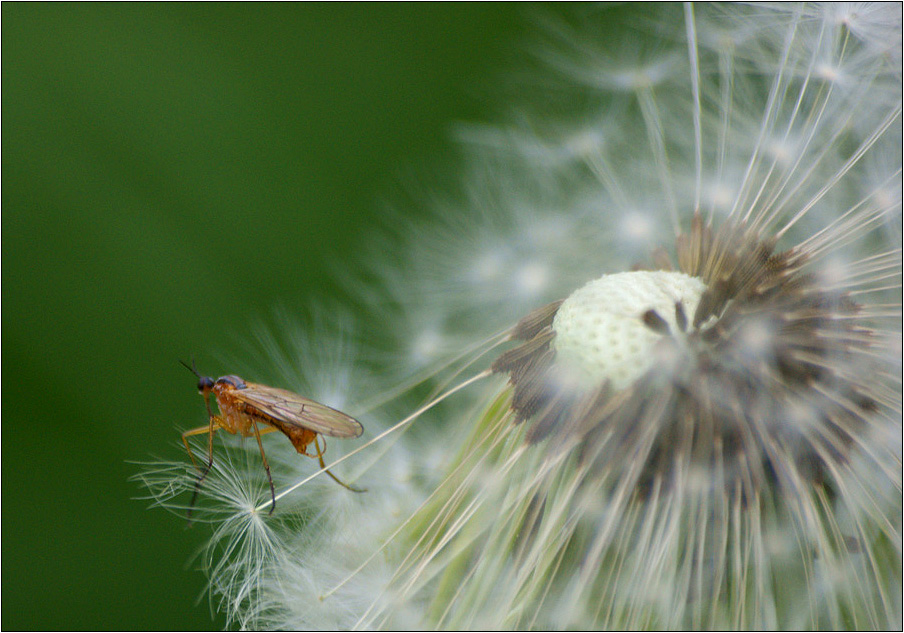 photo "Wayfarer" tags: nature, macro and close-up, insect