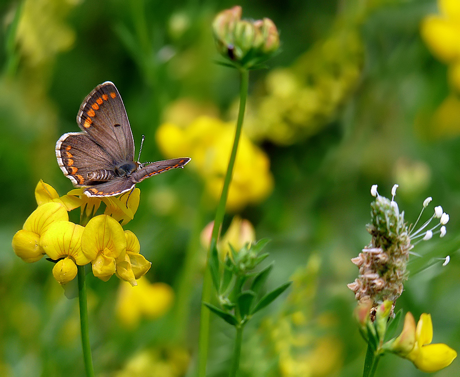 photo "***" tags: nature, insect