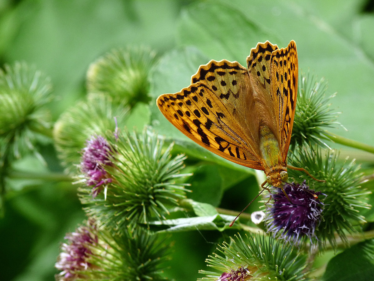 фото "Argynnis paphia" метки: природа, насекомое
