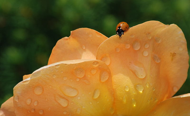 photo "Long way trip" tags: macro and close-up, 
