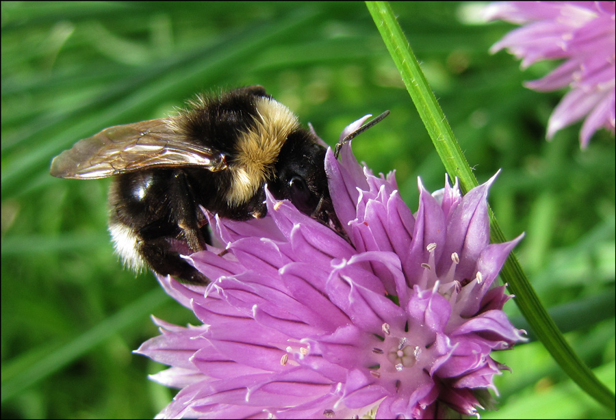 photo "***" tags: nature, insect