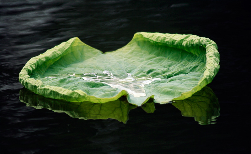 photo "Leaf on the black water" tags: travel, landscape, Asia, water