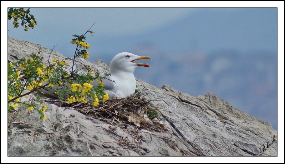 photo "Seagull" tags: nature, wild animals