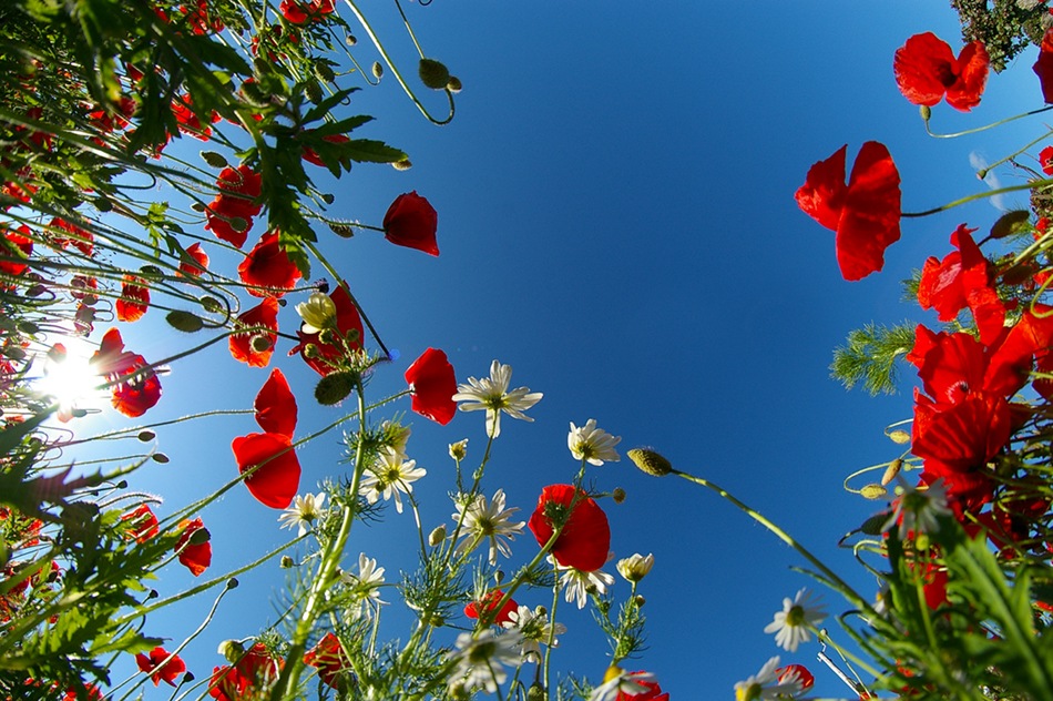 фото "Poppy's" метки: природа, пейзаж, лето, цветы