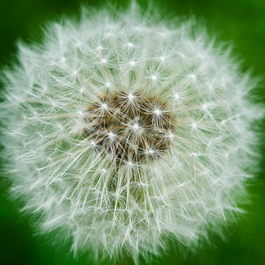 photo "***" tags: macro and close-up, 