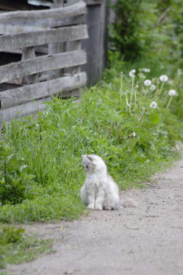 photo "***" tags: nature, pets/farm animals