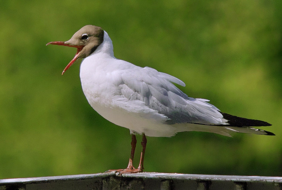 photo "***" tags: nature, wild animals