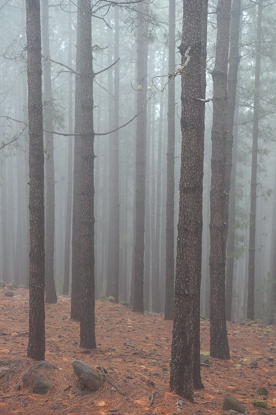 photo "***" tags: landscape, travel, Europe, forest