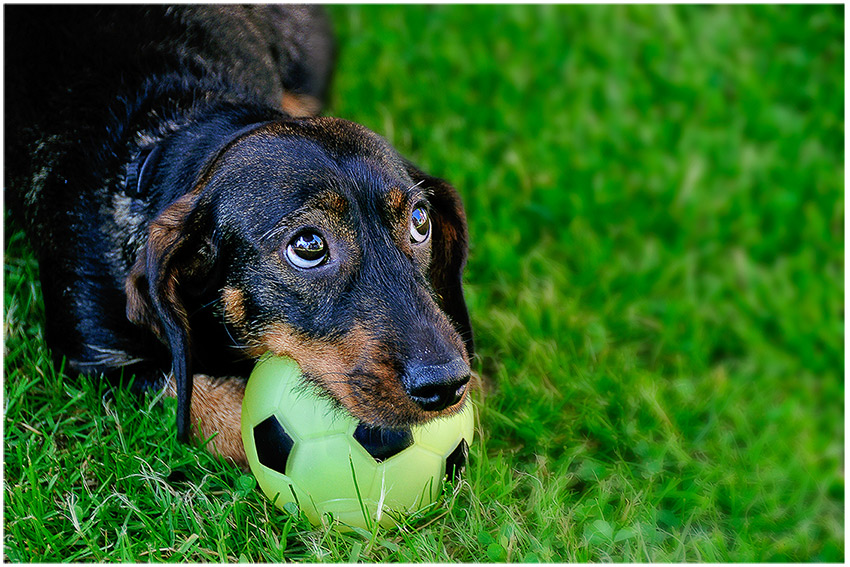 photo "***" tags: nature, pets/farm animals