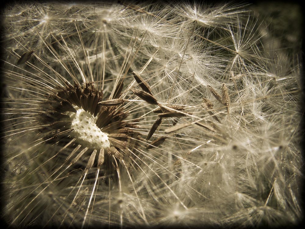 photo "Dandelion" tags: nature, macro and close-up, flowers