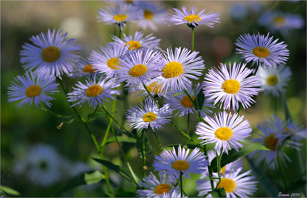 photo "Aster amellus" tags: nature, 
