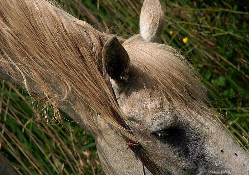 photo "***" tags: nature, pets/farm animals