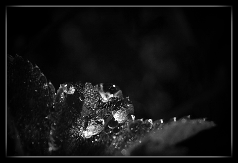 photo "###" tags: macro and close-up, black&white, 