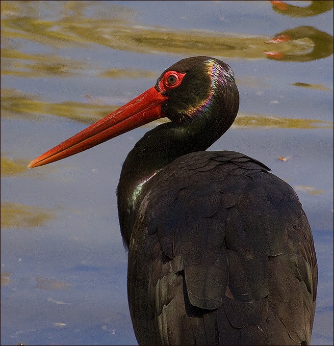 photo "Black stork - not as everybody" tags: nature, wild animals