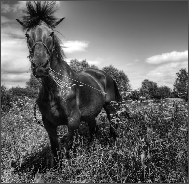photo "Horse shows his attitude." tags: misc., nature, pets/farm animals