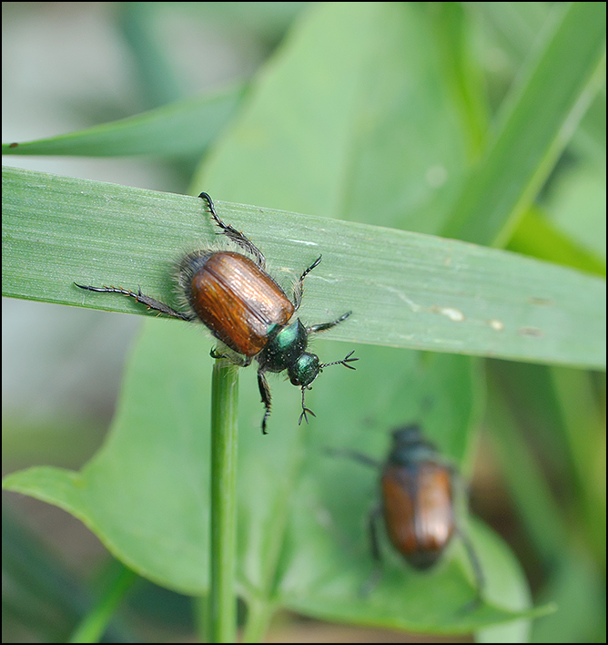 photo "***" tags: nature, insect