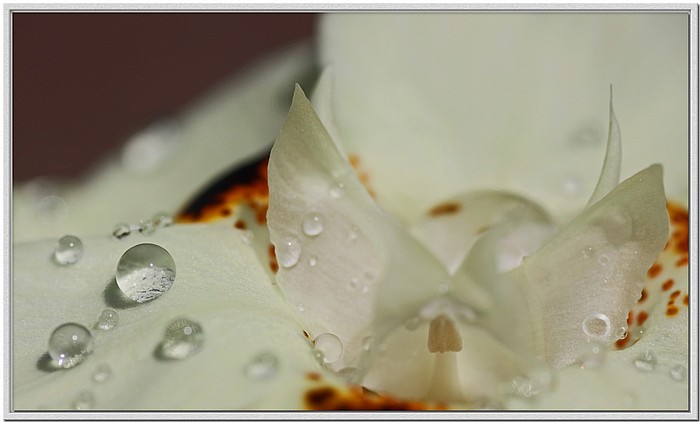 photo "Angel Unaware" tags: macro and close-up, nature, flowers