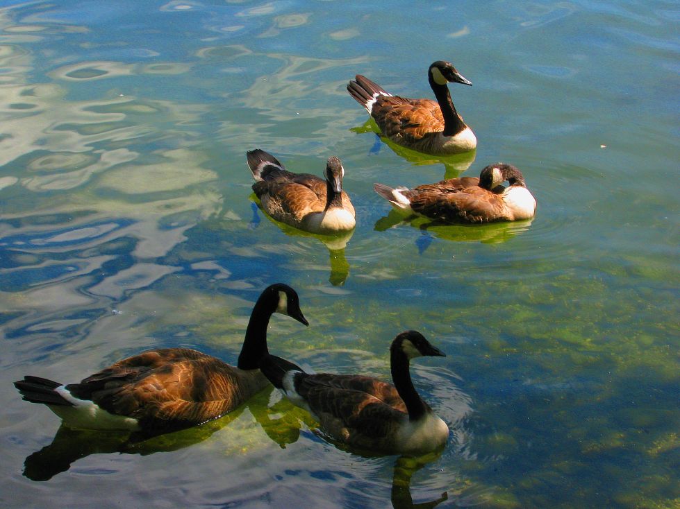 photo "Five Ducks." tags: nature, wild animals