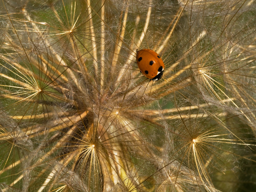 photo "***" tags: nature, macro and close-up, insect