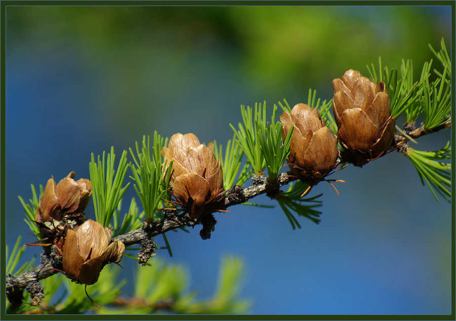 photo "***" tags: nature, flowers