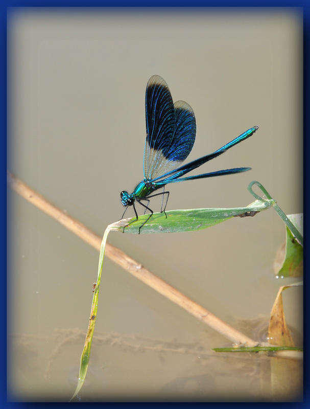 photo "Синяя стрекоза" tags: nature, macro and close-up, insect