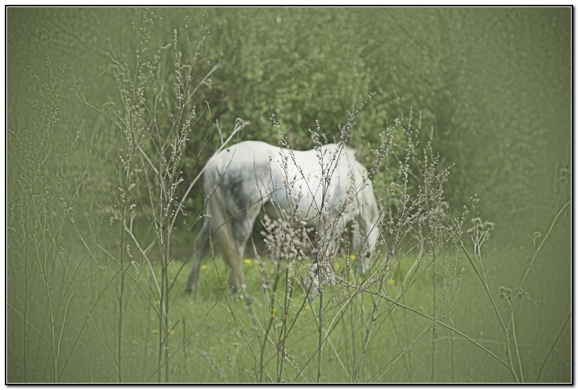 photo "***" tags: nature, pets/farm animals