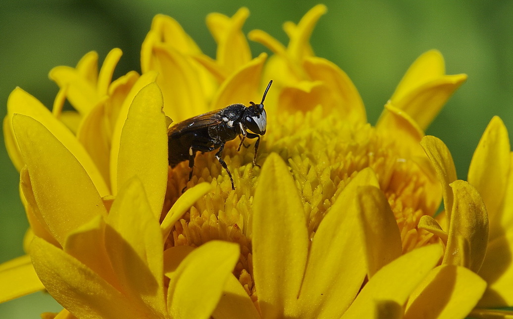 photo "***" tags: macro and close-up, 