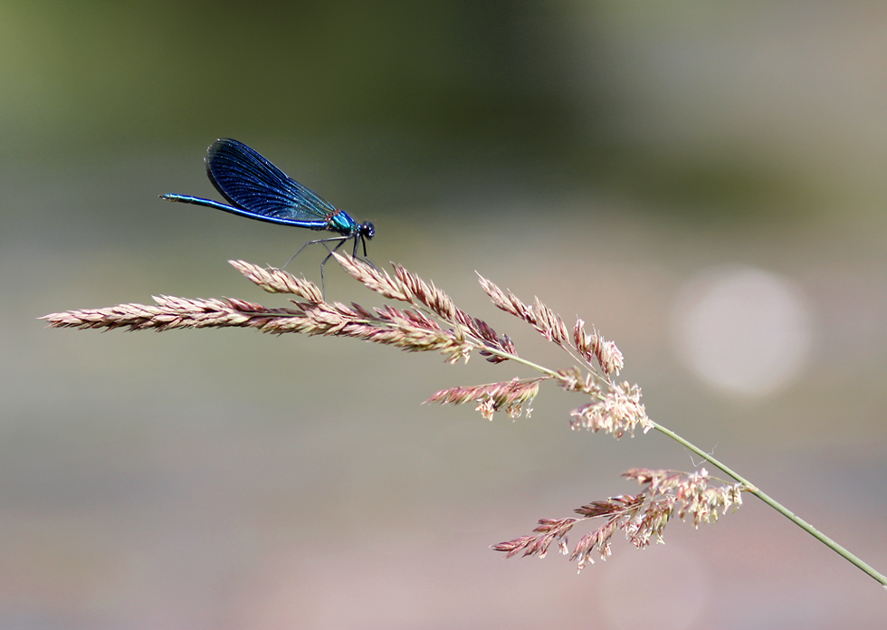 photo "My Fairy ..." tags: macro and close-up, 