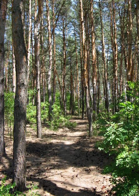 фото "Лесная тропинка" метки: пейзаж, лес