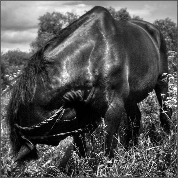 photo "A horse went inside itself." tags: misc., nature, pets/farm animals