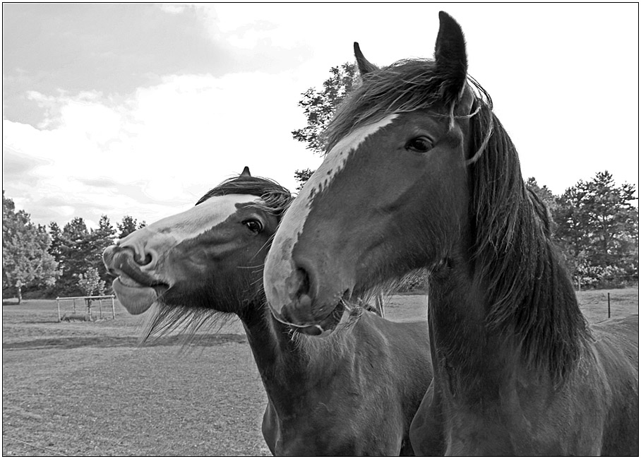 photo "Smile of  Giocondo." tags: nature, humor, pets/farm animals, лошади